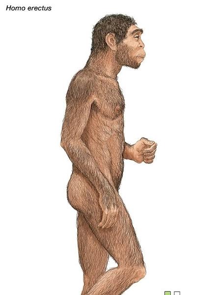 O Homo erectus é a primeira espécie a ter proporções corporais como a dos humanos atuais e a realizar inovações, como o desenvolvimento de ferramentas.