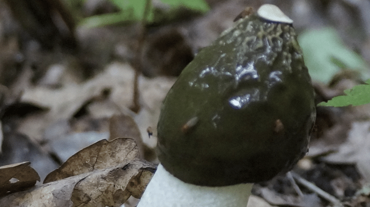 Cogumelo stinkhorn (Phallus impudicus)