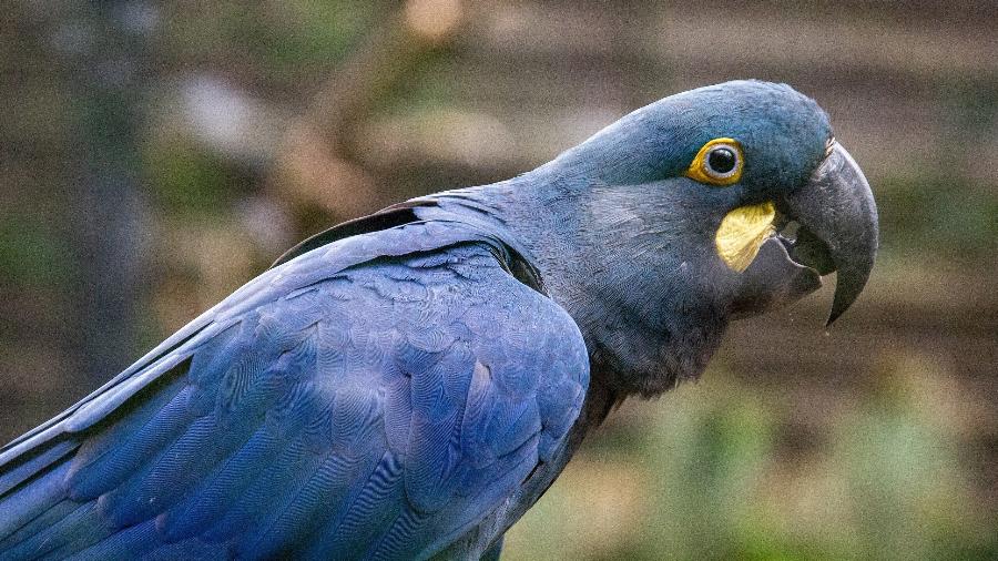 Arara-azul-de-lear (Anodorhynchus leari) Arara-azul-de-lear (Anodorhynchus leari)
