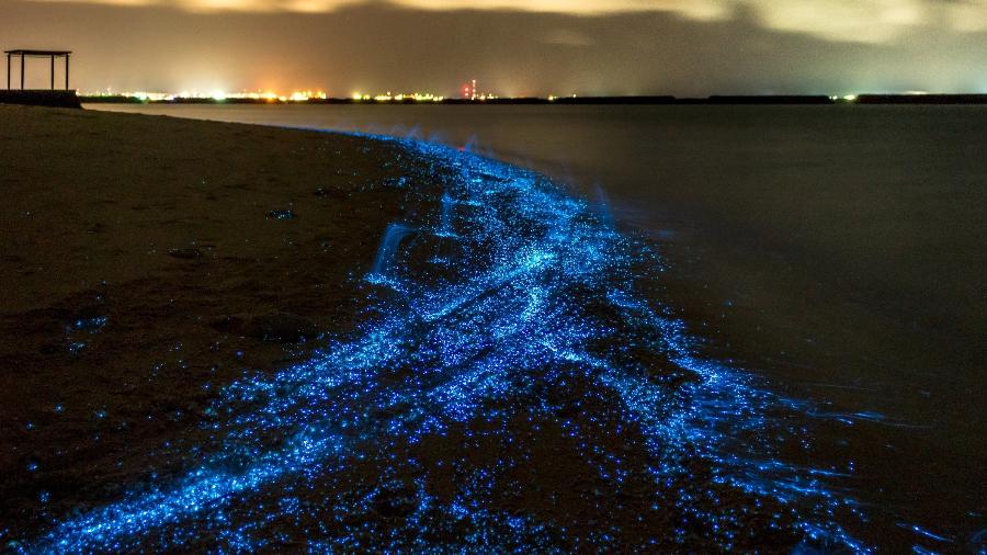 Visto nas Maldivas, o fenômeno é conhecido como "mar de estrelas" - Getty Images/iStockphoto