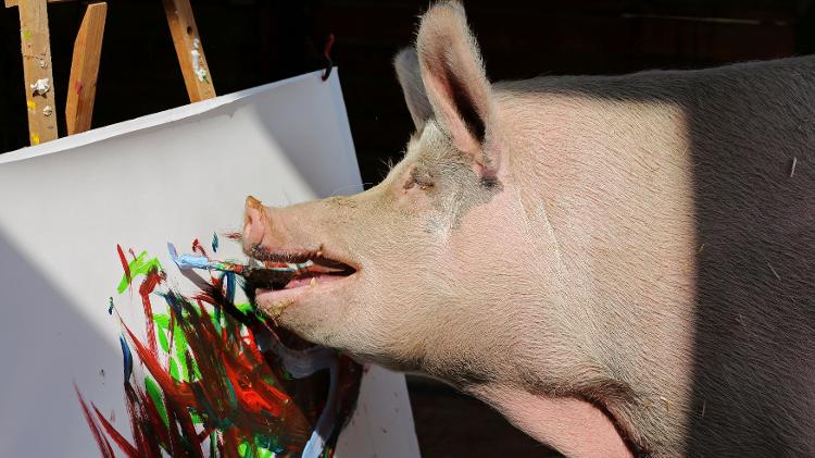 A porca "Pigcasso", famosa por pintar quadros - Sumaya Hisham/Reuters - Sumaya Hisham/Reuters