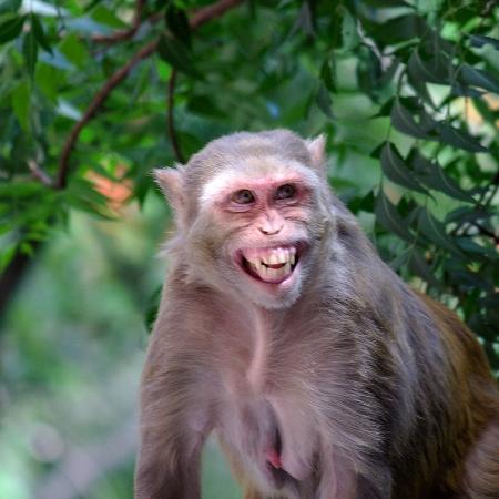 50 Imagens e Fotos de Macacos sorrindo, primatas babuínos, Engraçados