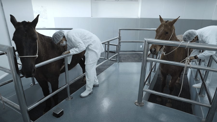 Cientista manuseia os cavalos do Instituto Butantan. Os soros desenvolvidos pelo órgão são todos testados nos animais e obtidos a partir do plasma sanguíneo do cavalo  - Reprodução