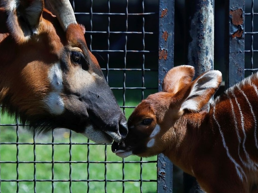 Zoo dos EUA redobra cuidados com bebê orangotango ameaçado de extinção -  Giz Brasil