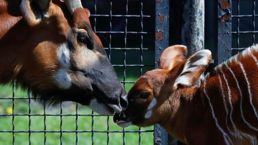 Um bongô da montanha recém-nascido, o maior dos antílopes da floresta africana, no Zoológico de Varsóvia, Polônia, em 6 de maio de 2021. - Reuters