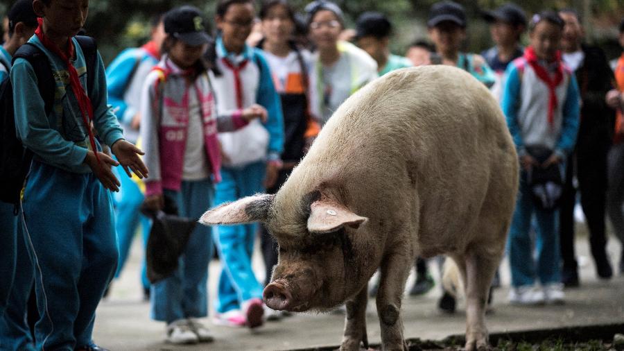 Foto de arquivo de abril de 2018 mostra o porco conhecido como Zhu Jianqiang no museu que o abrigou, perto da província de Chengdu  - Johannes EISELE / AFP