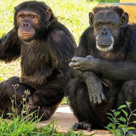 Chimpanzé Cecília e seu namorado Marcelino no santuário em Sorocaba - Reprodução/ instagram @projetogapbrasil