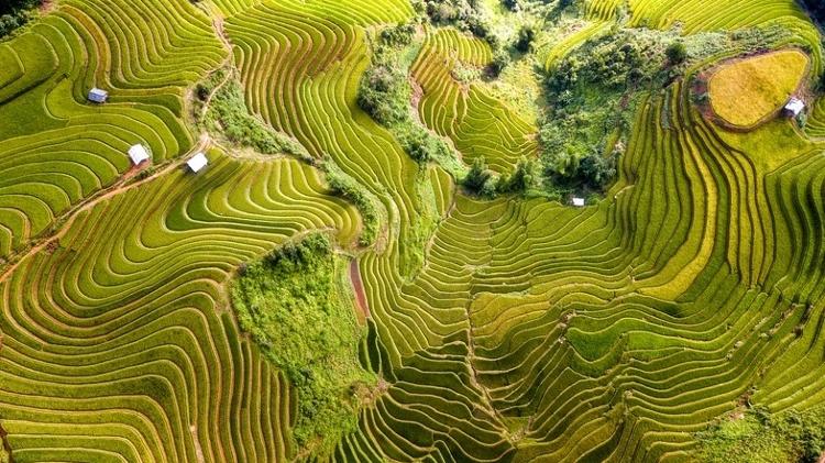 Pantação de arroz em Mu cang chai no Vietnã - Getty Images - Getty Images