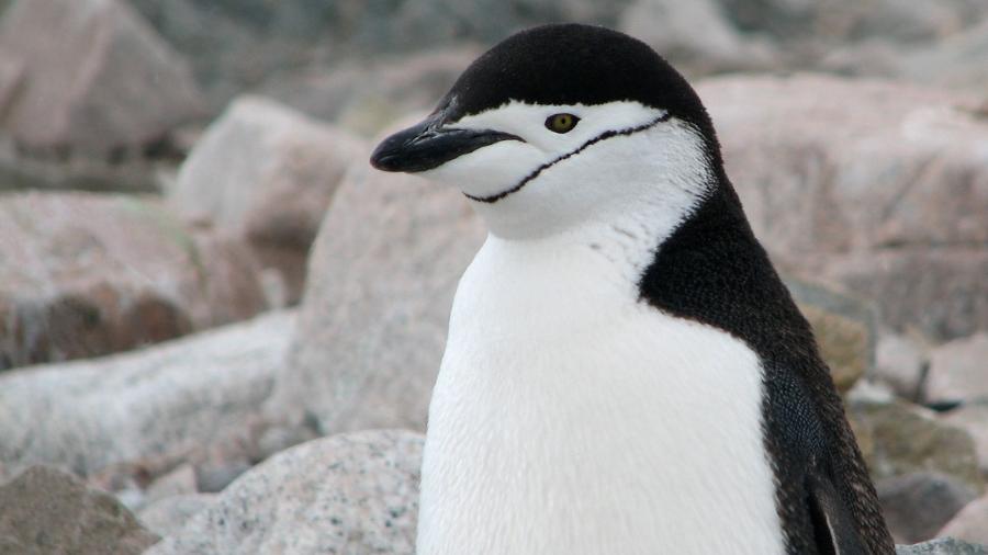 Pinguim tem sono fragmentado; são 10 mil cochilos por dia