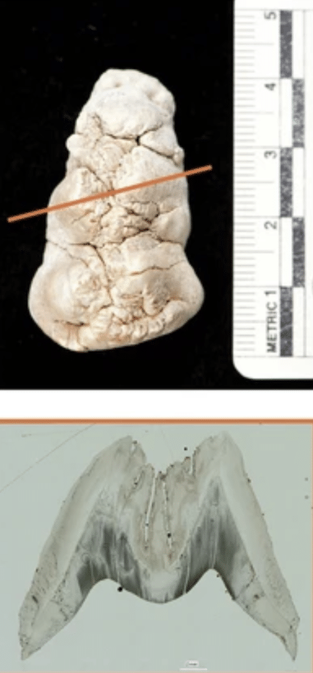 One of the javali toothpicks, whose layers were studied, to discover the details of the Asiab banquet