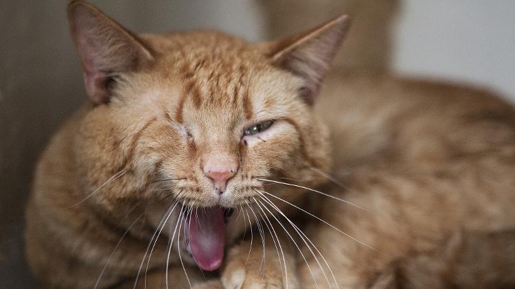 Sexta-feira 13 é dia de alerta para os protetores de animais - Carine Wallauer/UOL - Carine Wallauer/UOL