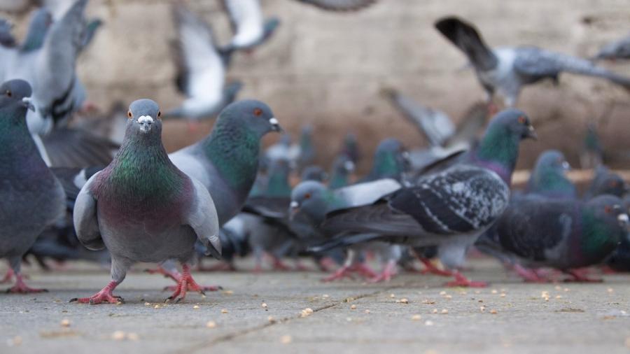 Pombos - Istock