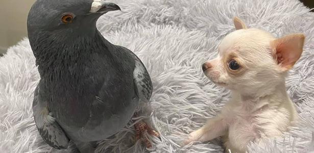 Herman e Lundy | Amizade entre pombo e cão chihuahua chama a atenção