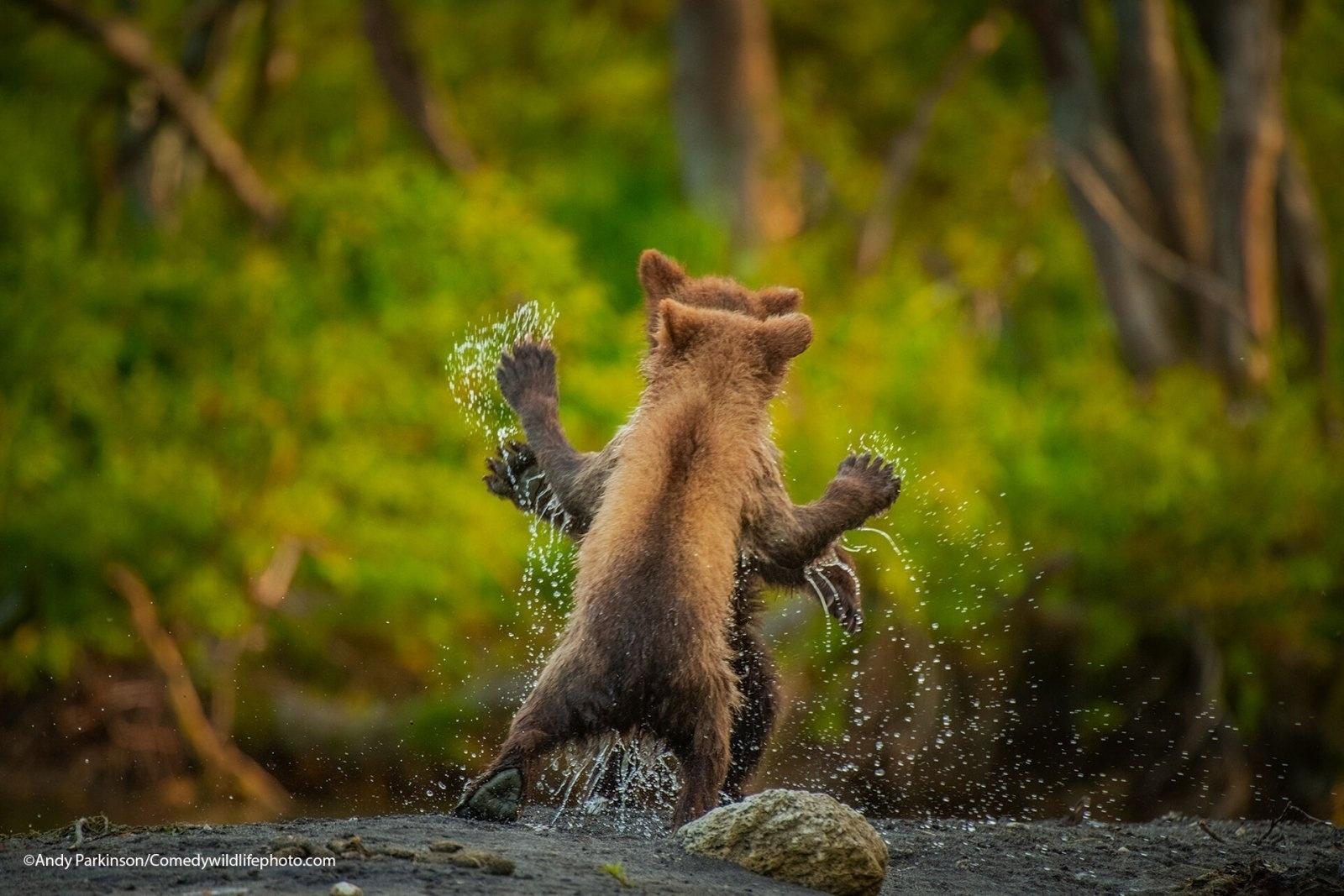 Comedy Wildlife Photography Awards 2021 - Andy Parkinson/Comedy Wildlife Photography Awards 2021