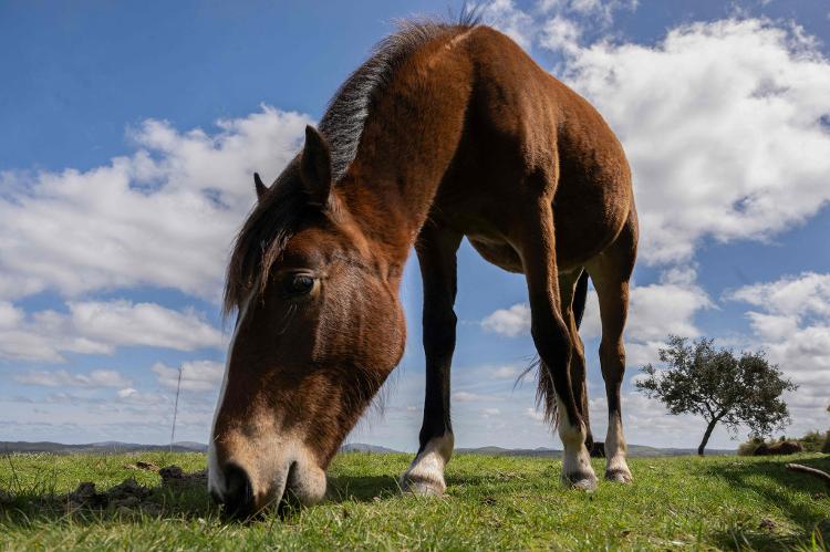 ONG resgata cavalos no Uruguai - Elisa COLELLA / AFP - Elisa COLELLA / AFP