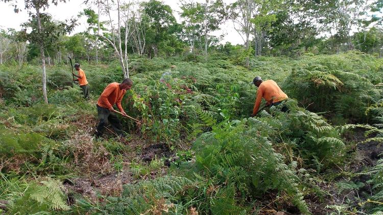 restauração - Grupo Ambiental Natureza Bela/Divulgação - Grupo Ambiental Natureza Bela/Divulgação