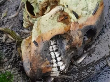 Exame de crânio encontrado em lago esclarece um mistério e cria outro 
