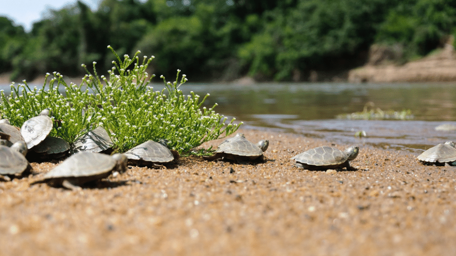 Tão logo saem dos ovos enterrados na areia da praia, os filhotes de tartaruga-da-amazônia buscam o caminho do rio - Luiz Baptista/Ibama