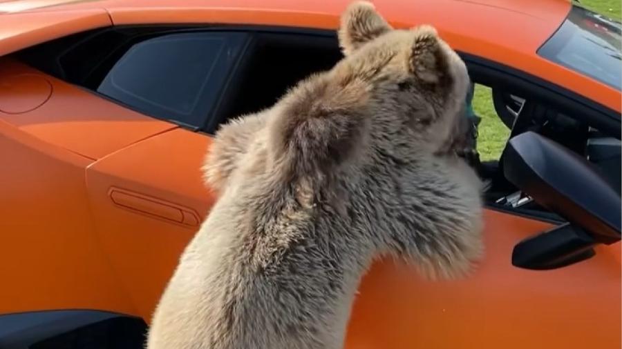 Urso se pendura em porta de Lamborghini - Reprodução