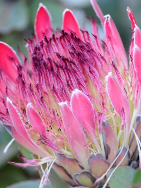 Protea Eximia - Getty Images/iStockphoto - Getty Images/iStockphoto