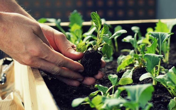 Na hora de plantar o torrão, vale fazer uma leve pressão na terra ao redor da muda - Getty Images/iStockphoto - Getty Images/iStockphoto