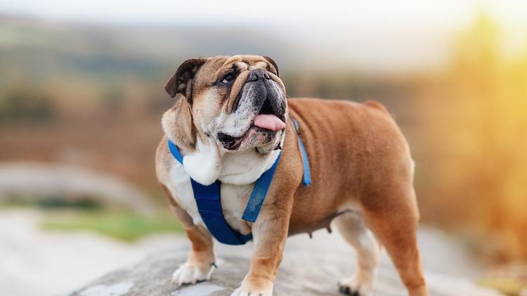 Buldogue inglês