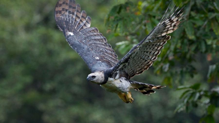 Harpia: o desafio de proteger a maior ave de rapina do Brasil - João Marcos Rosa/Projeto Harpia