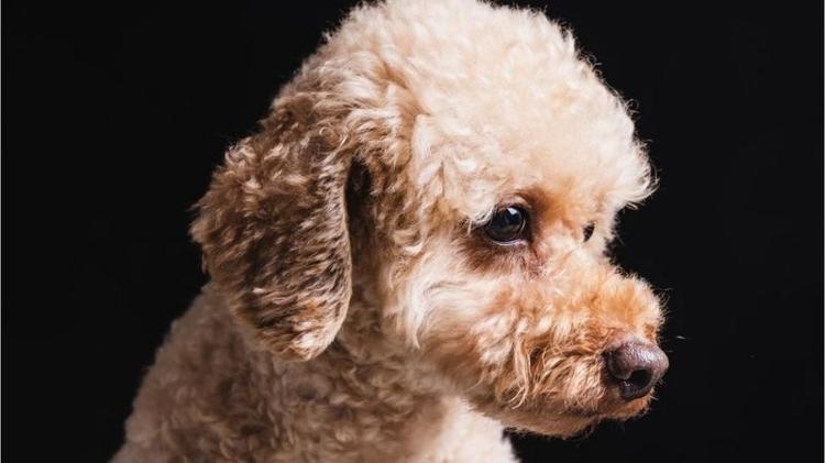 Poodle viveu auge no Brasil no anos 1990 - Kilito Chan/Getty Images - Kilito Chan/Getty Images