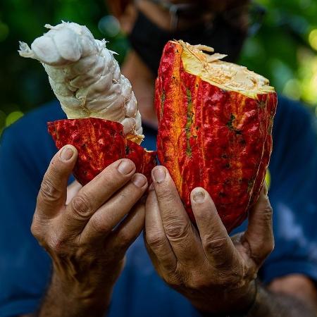 Cacau agroecológico produzido em sistema de cabruca no sul da Bahia