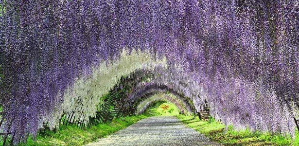 O jardim Kawachi Fuji fica na região de Fukuoka, no sul do Japão - Divulgação/Japan National Tourism Organization - Divulgação/Japan National Tourism Organization