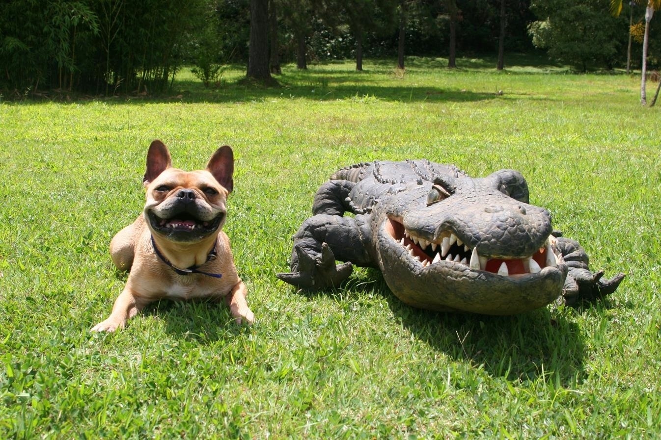 Fantasia de jacaré tem 2 metros e 45 centímetros e foi criada com espuma para ficar leve e confortável no cachorro - Cauana Fernandes/SBT