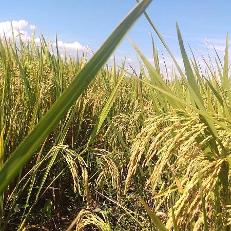 arroz orgânico mst - Divulgação MST - Divulgação MST