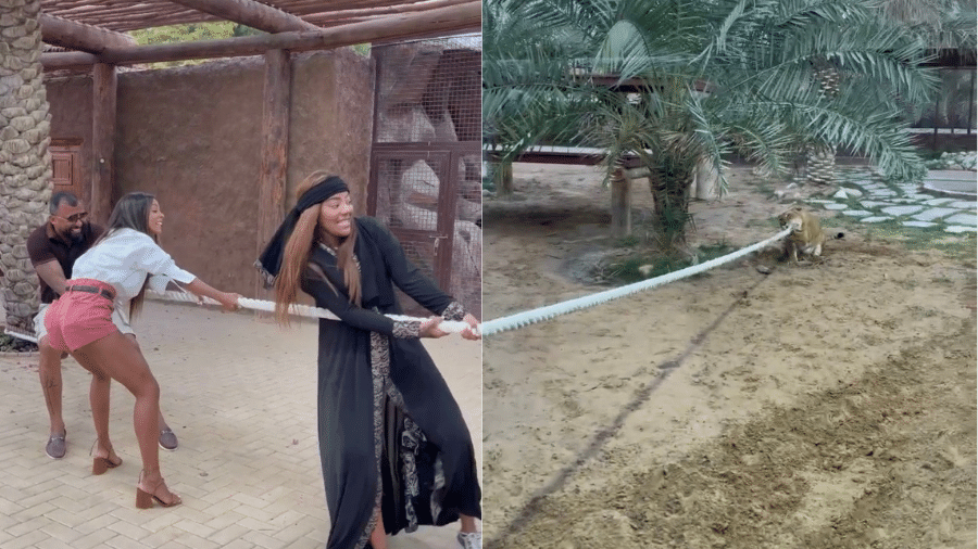 Ludmilla compartilhou vídeos com animais em zoológico particular de bilionário de Dubai - Reprodução/Instagram/@ludmilla