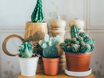 Nada de cacto e coisa embaixo da cama: ajuste Feng Shui da casa em 8 passos