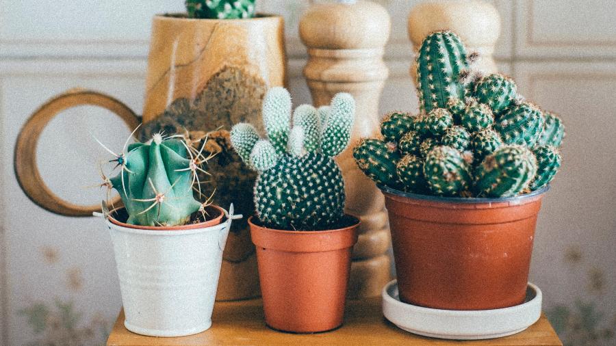 Horas de dar tchau para aquele cactos dentro de casa