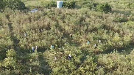Trecho da área do experimento, na Floresta Nacional do Açu, cinco anos após o replantio. - Gislene Ganade - Gislene Ganade