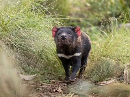 Diabo da Tasmânia ou diabo animais recheados em segunda mão durante 18 EUR  em Salamanca na WALLAPOP