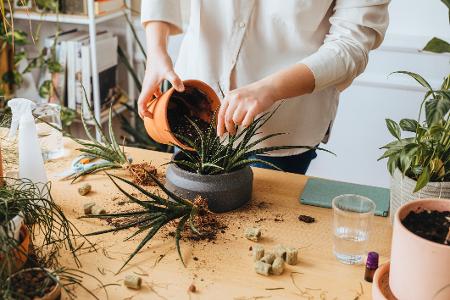 Saiba os principais erros ao cuidar de plantas e como evitá-los -  26/11/2022 - Tudo + um pouco - Folha