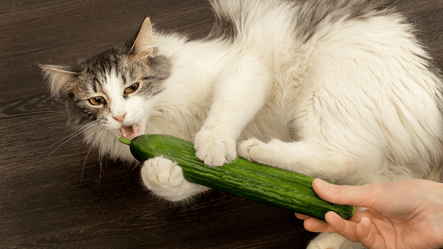 Assustar intencionalmente um gato pode ter consequências negativas