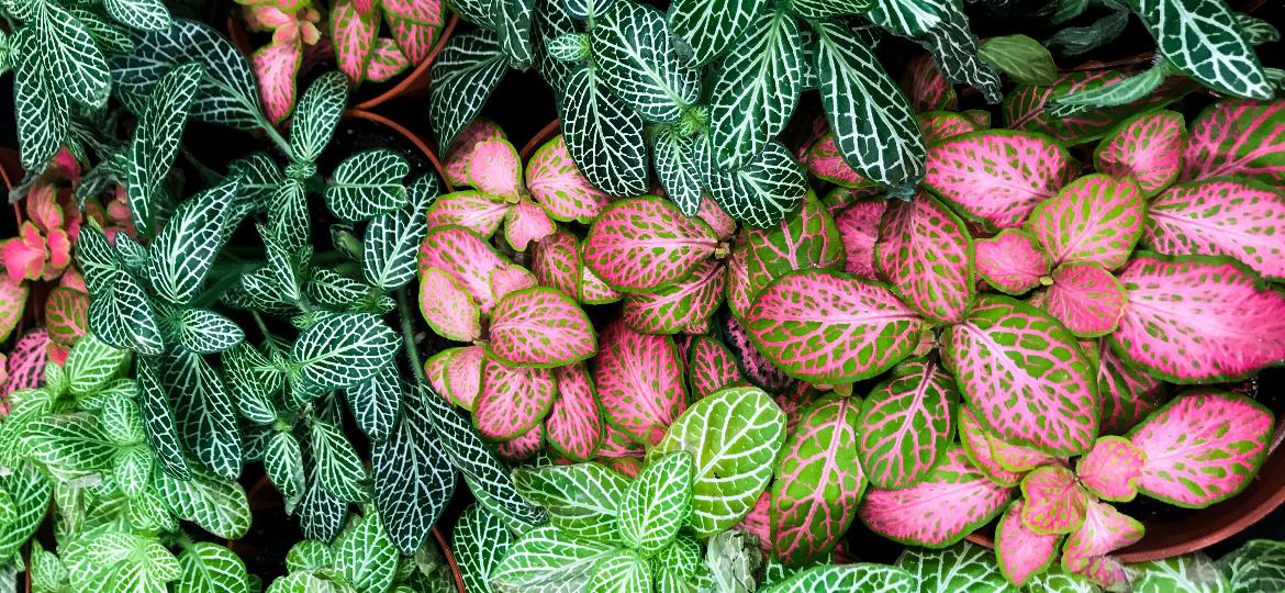 Fitônias (Fittonia albivenis) são fáceis de cuidar e aparecem em diversas cores - Getty Images/iStockphoto