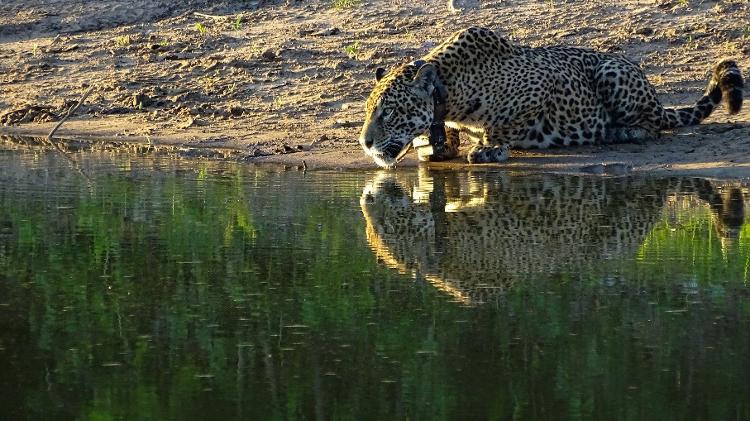 A fêmea Isa, ainda com o colar de monitoramento via GPS, no Pantanal.  - Edu Fragoso/Onçafari - Edu Fragoso/Onçafari