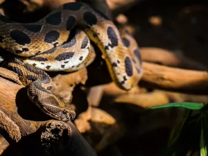 Com mudanças climáticas, cobras venenosas podem se espalhar pelo mundo