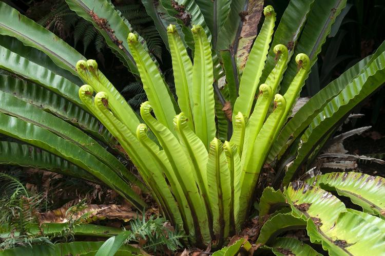 Asplenium australasicum - Getty Images/iStockphoto - Getty Images/iStockphoto