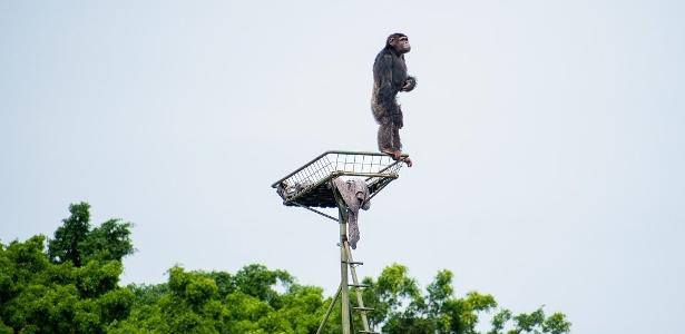 Chimpanzé Miguel fica bípede para apreciar paisagem em Sorocaba, no interior de São Paulo