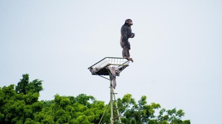 chimp - Meire Mi/Divulgação GAP Projeto Grandes Primatas - Meire Mi/Divulgação GAP Projeto Grandes Primatas