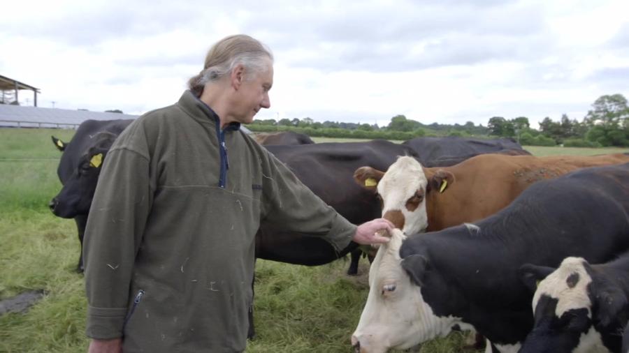 Jay Wilde enviou 63 vacas para um centro de proteção de animais - BBC