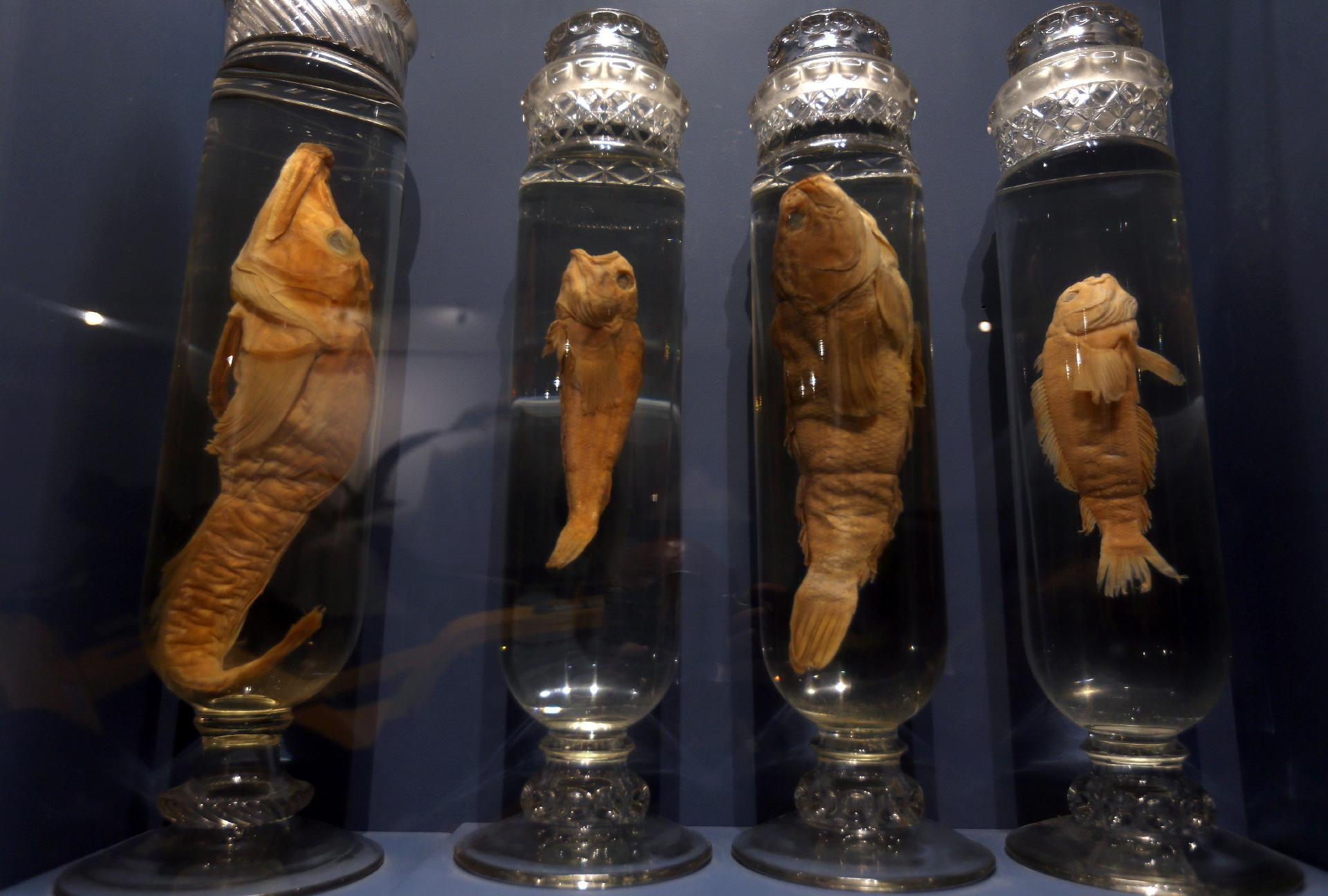 Museu Nacional apresenta exposição sobre Antártida, a primeira após incêndio - Wilton Junior/Estadão Conteúdo