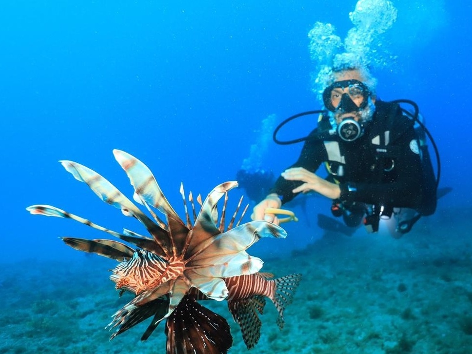 Operação especial captura 122 peixes-leão em Fernando de Noronha durante um  mês, Viver Noronha