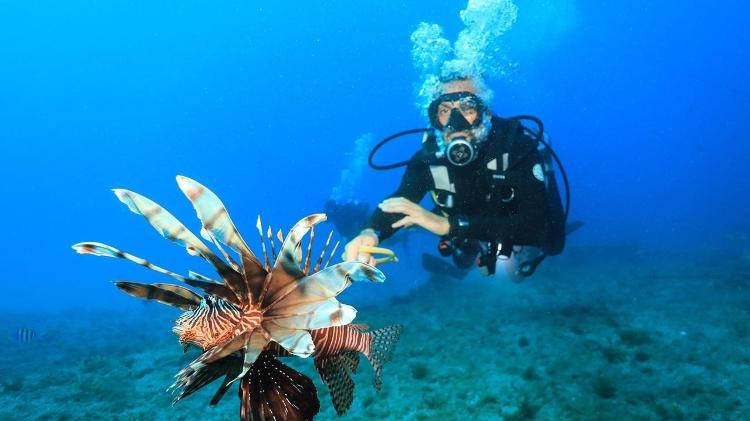 Pesquisadores tentando conter um peixe-leão em Fernando de Noronha