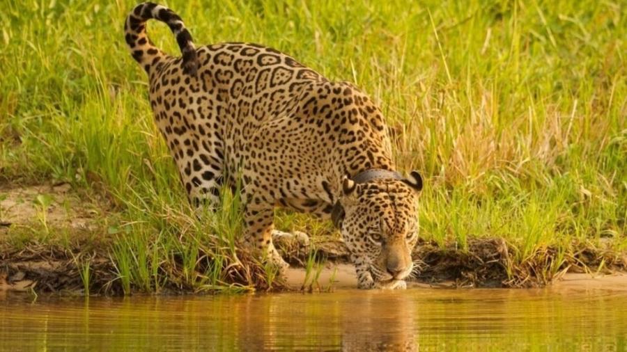 Ousado chegou do Pantanal com queimaduras de segundo grau e depois foi solto em natureza - Ailton Lara/NEX